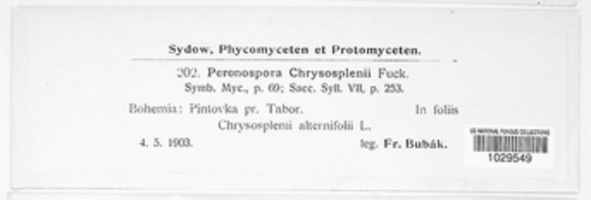 Peronospora chrysosplenii image